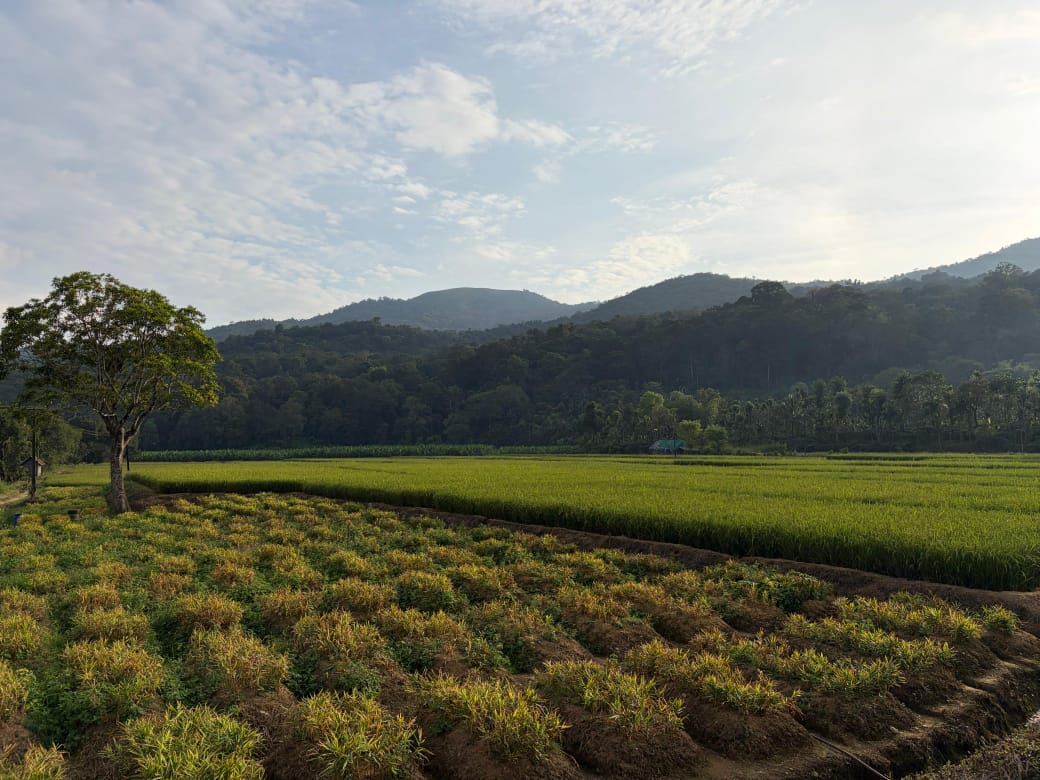 Paddy fields and hills around Thirunelli