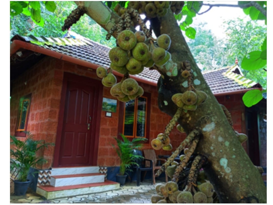Adhi Villa courtyard beneath a fig tree