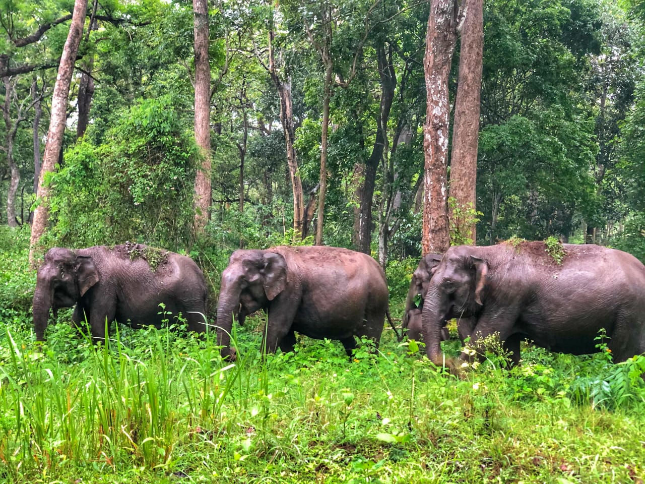 Elephants in the Wayanad forest